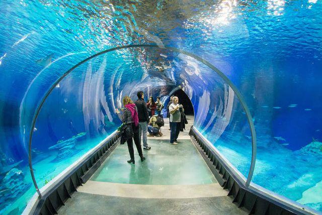 אקווריום ורוצלב credit to getyourguide.com