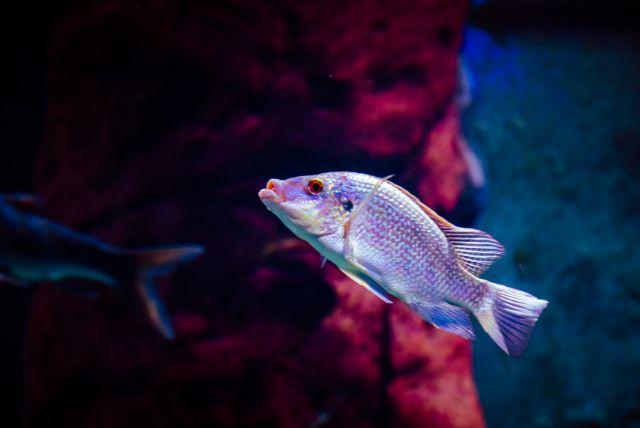 אקווריום ורוצלב