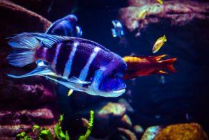 אקווריום ורוצלב