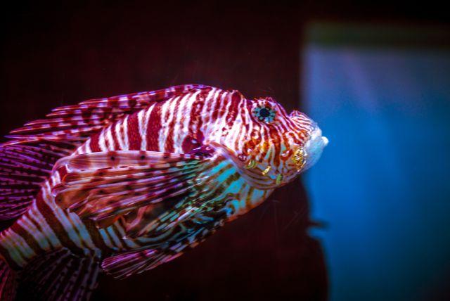 אקווריום ורוצלב