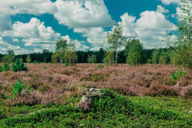 מחוז שלזיה תחתית בפולין - כל מה שחשוב לדעת על Province of Lower Silesia