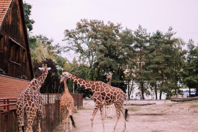 ספטמבר בורוצלב - טיפים המלצות מה יש לעשות ולראות, אירועים מיוחדים, מזג אוויר ועוד